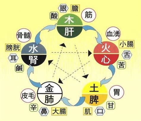 五臟對應五行|臟腑